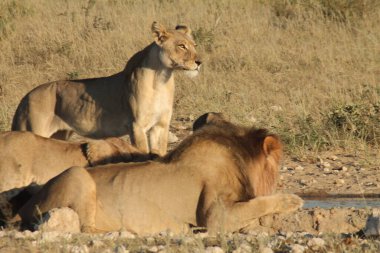 Etoşa 'da aslan, park, namibya