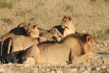 Afrika savanındaki aslanlar