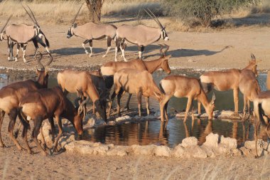 Bir grup Afrikalı su birikintisi