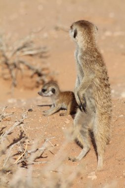 bebek meersuricate, icicicatta suricata, anne, bebek ve bebek