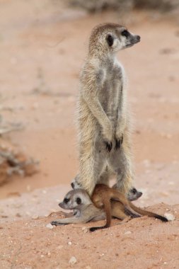 Çölde oynayan mirket bebekleri Güney Afrika