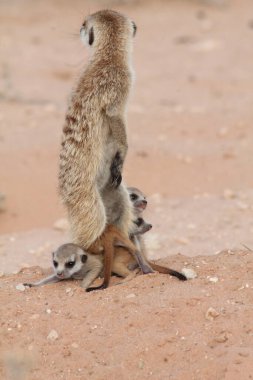 Çölde oynayan mirket bebekleri Güney Afrika