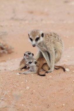 Kırmızı kum tepeciğindeki mirket ailesi 