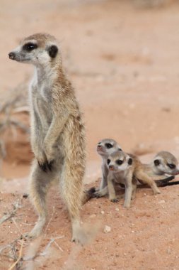 Mirket Anne tehlike arıyor.