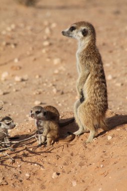 Mirket anne ve bebekler
