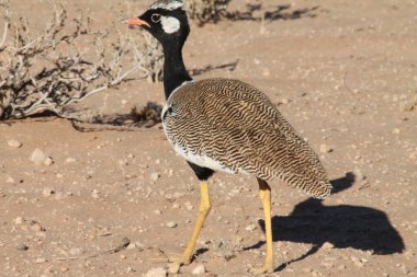 Kalahari çölündeki Korhaan kuşu.