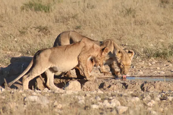 Aslan etkin Milli Parkı'nda