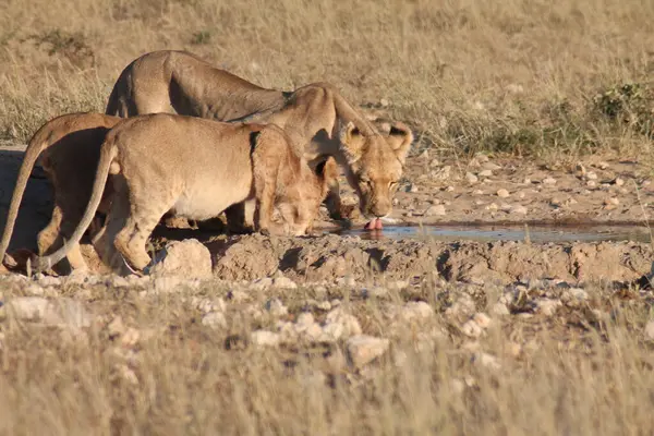 Afrika bozkırlarında bir grup fil.