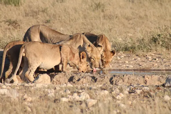 Vahşi hayvanlar, seçici odaklanma