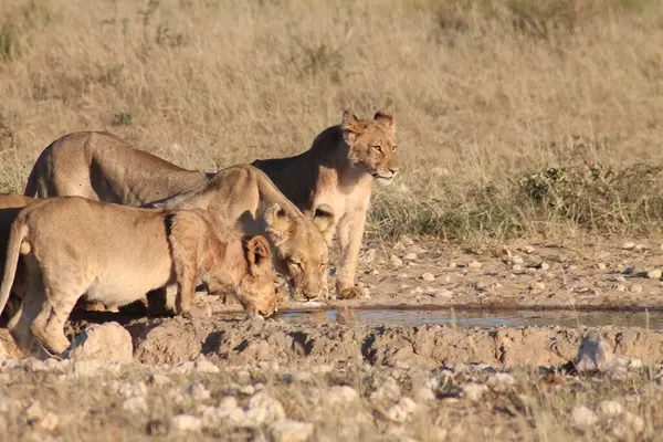 Kenya savanındaki aslan