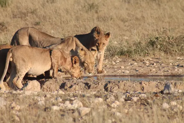 Chobe Ulusal Parkı 'ndaki su birikintisinde içen aslan, chochochochochobotswana