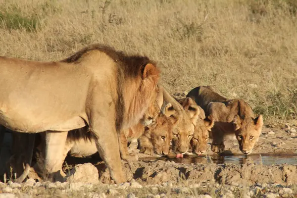 Afrika savanındaki aslan.