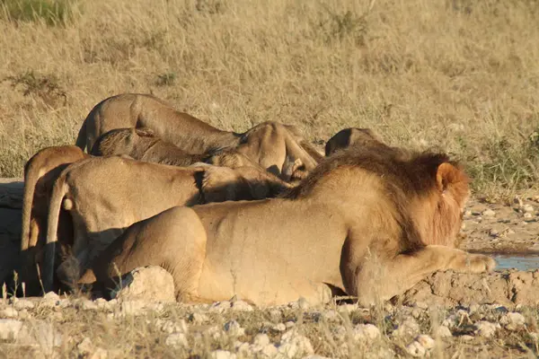 Savanadaki bir grup aslan.