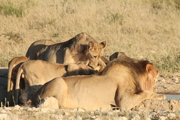 Aslan (panthera leo) Chobe Milli Parkı, Botswana, Afrika 'da