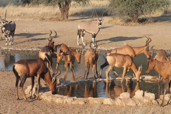 Suda bir keçi sürüsü