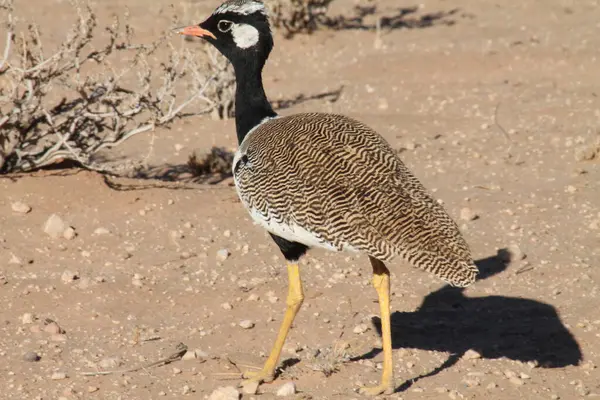 Kalahari çölündeki Korhaan kuşu.