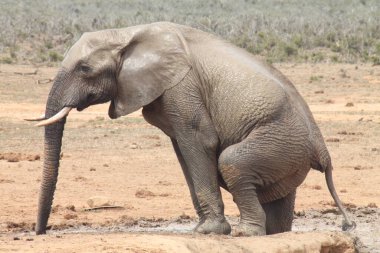 Afrika 'nın görkemli yaban hayatı ve doğa görüntüsü 