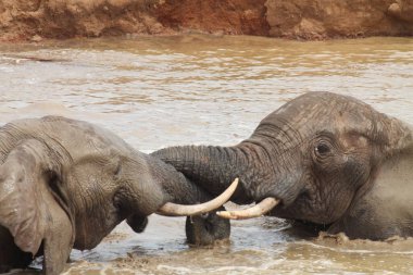 Afrika 'nın görkemli yaban hayatı ve doğa görüntüsü 