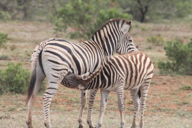 Afrika 'nın görkemli yaban hayatı ve doğa görüntüsü 
