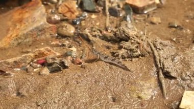 Islak kumda kıvranan çamur kaptanının yakın çekimi, wenzhou China. Yüksek kalite 4k görüntü