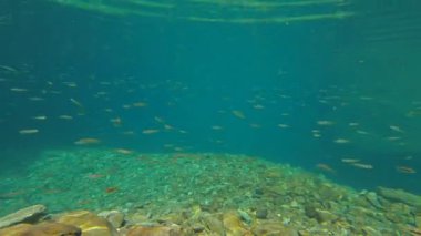 Mavi tatlı su altında küçük balık sürüsü, wenzhou China. Yüksek kaliteli FullHD görüntüler