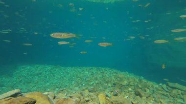 Mavi tatlı su altında küçük balık sürüsü, wenzhou China. Yüksek kaliteli FullHD görüntüler