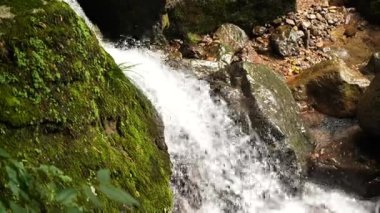 Yüksek dağlardaki ormanın doğal manzarası. Hangzhou Zhejiang Çin 'deki batı Tianmu Dağı. Yüksek kalite 4k görüntü