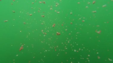 Nehirde suyun altında küçük bir balık sürüsü, olta kancası. Yüksek kalite 4k görüntü