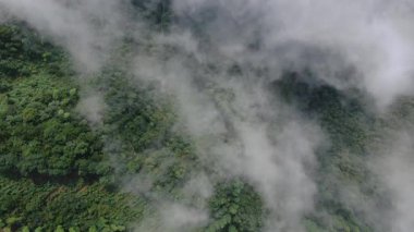 Çin 'in Hangzhou Zhejiang eyaletinde, doğu Tianmu dağında güzel, uzun bir şelale. Yüksek kalite 4k görüntü