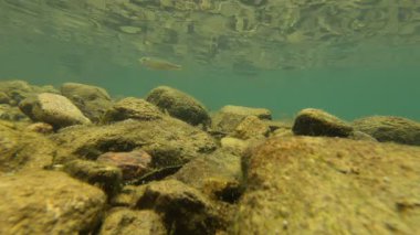 Mavi tatlı suda yüzen balıklar, renkli balıklar, Zhejiang, Çin