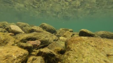 Mavi tatlı suda yüzen balıklar, renkli balıklar, Zhejiang, Çin