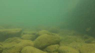 Mavi tatlı suda yüzen balıklar, renkli balıklar, Zhejiang, Çin