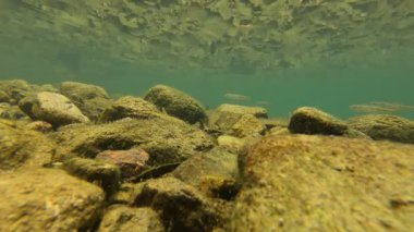 Mavi tatlı suda yüzen balıklar, renkli balıklar, Zhejiang, Çin