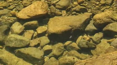 Mavi tatlı suda yüzen balıklar, renkli balıklar, Zhejiang, Çin