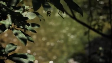 Nehir akan ormanın doğal manzarası, Hangzhou Zhejiang. Yüksek kalite 4k görüntü