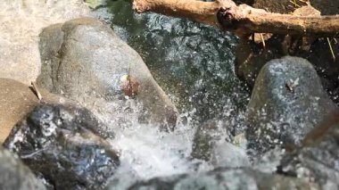 Nehir akan ormanın doğal manzarası, Hangzhou Zhejiang. Yüksek kalite 4k görüntü