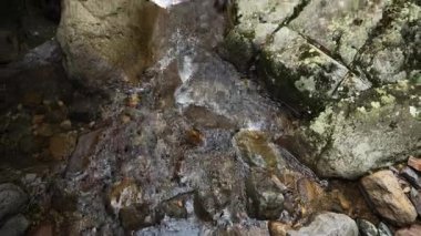Nehir akan ormanın doğal manzarası, Hangzhou Zhejiang. Yüksek kalite 4k görüntü