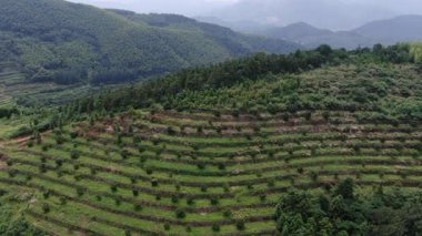 Çin 'in Hangzhou ilçesindeki kırsal bölge manzarası. Yüksek kalite 4k görüntü