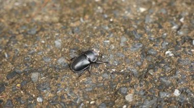 Yerdeki bir böceğin yakın çekimi. Yüksek kalite 4k görüntü