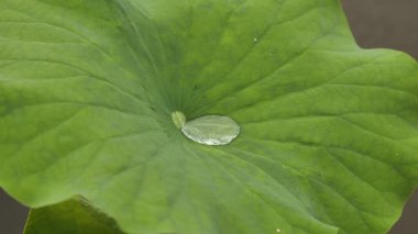 Üzerinde su damlacıkları olan yeşil bir nilüfer yaprağının yakın çekimi. Hangzhou Çin