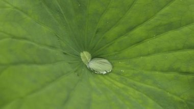 Üzerinde su damlacıkları olan yeşil bir nilüfer yaprağının yakın çekimi. Hangzhou Çin