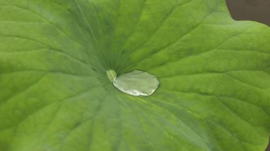 Üzerinde su damlacıkları olan yeşil bir nilüfer yaprağının yakın çekimi. Hangzhou Çin