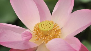 Solmuş nilüfer tohumunun yakın çekimi. Yüksek kalite 4k görüntü