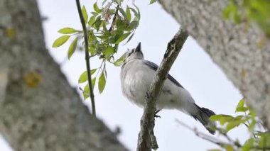 Bahar ağaçlarında küçük kuşlar