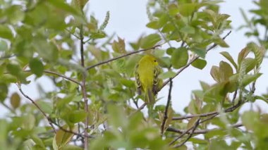 Bahar ağaçlarında küçük kuşlar