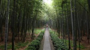 Hangzhou 'daki Batı Gölü yakınlarındaki tepelerde ormanların ve bambu koruluklarının doğal manzarasında bir yürüyüş. Yüksek kalite 4k görüntü