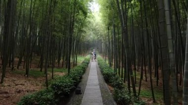 Hangzhou 'daki Batı Gölü yakınlarındaki tepelerde ormanların ve bambu koruluklarının doğal manzarasında bir yürüyüş. Yüksek kalite 4k görüntü