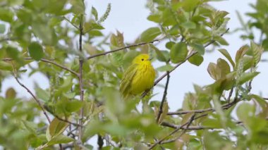 Bahar ağaçlarında küçük kuşlar