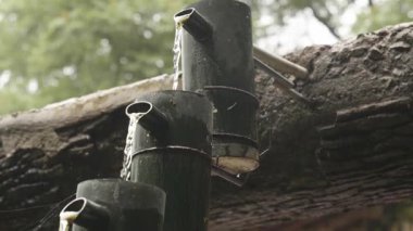 Nehir akan ormanın doğal manzarası, Tonglu ilçesi, Hangzhou Zhejiang. Yüksek kalite 4k görüntü