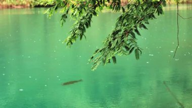 Mavi yeşil suyun altında, yeşil dalları yavaşça süzülen balıklar..